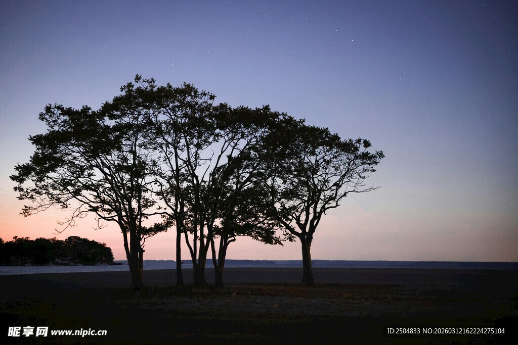 黄昏下的孤树景观