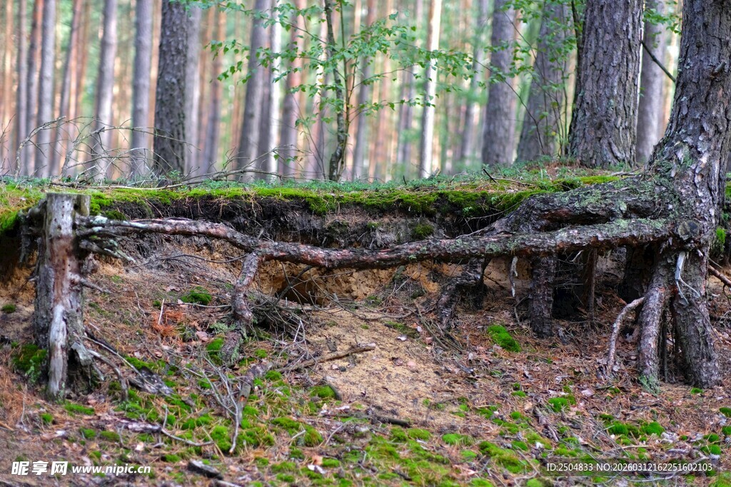 森林中裸露根系的老树桩