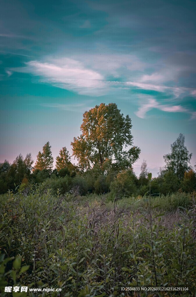 黄昏下的原野树林景色