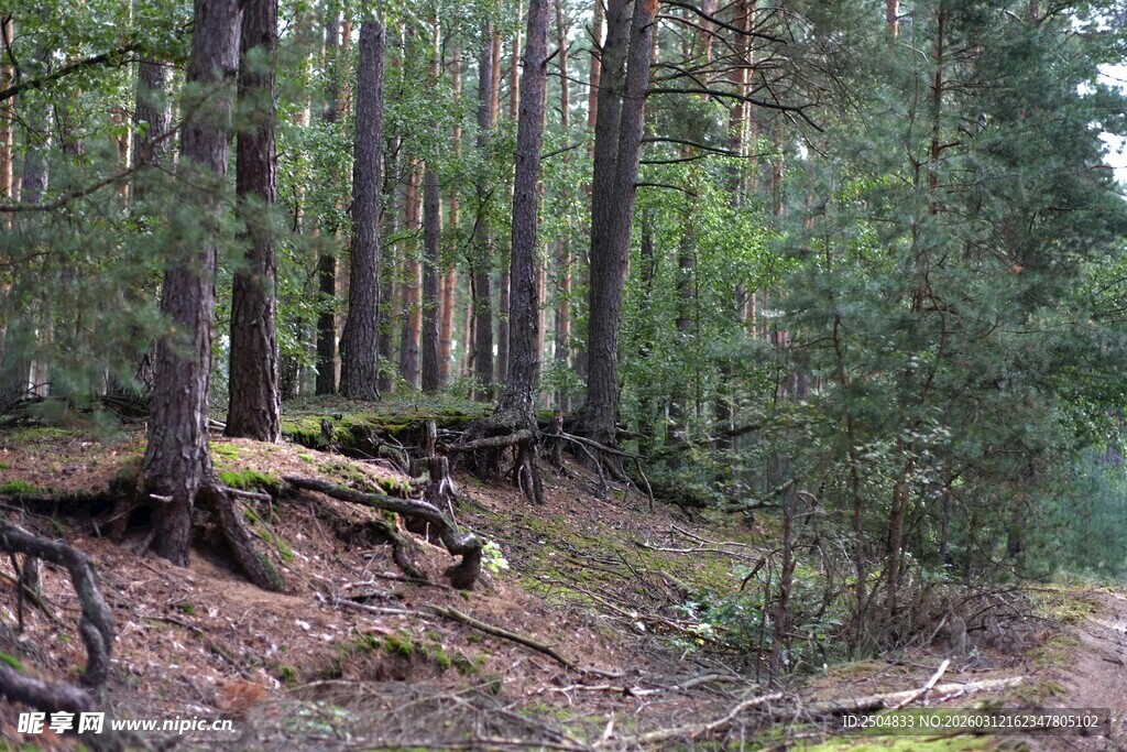 森林中的自然景象