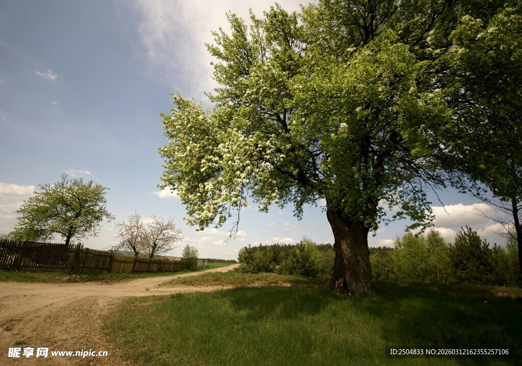 乡村田野间的绿树与土路