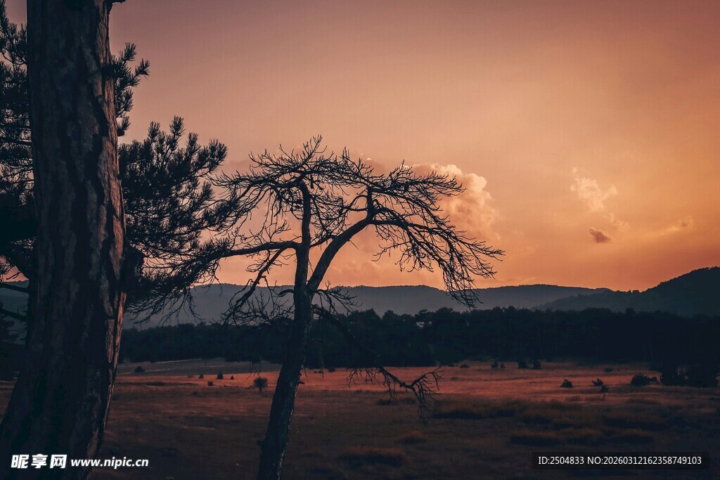 黄昏旷野中的孤独树木