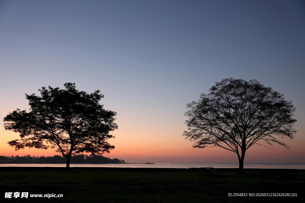 黄昏下两棵树的静谧风景