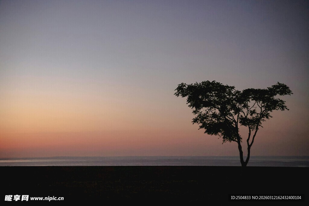 黄昏孤树 岁月静谧之景
