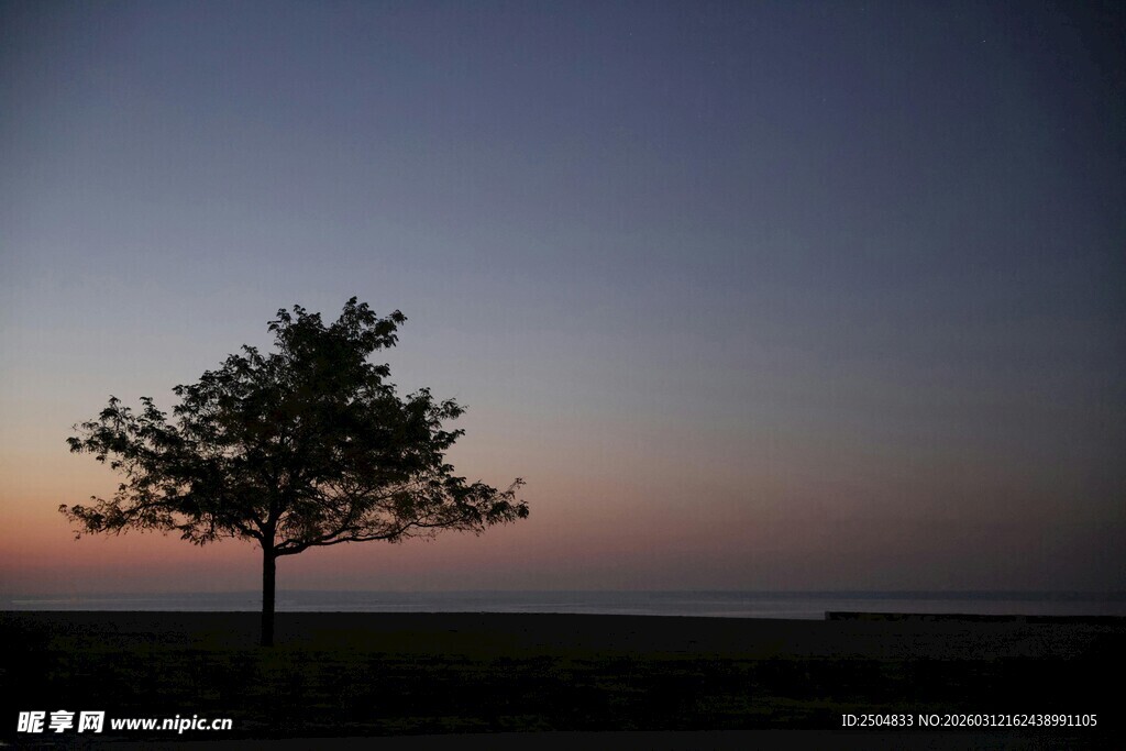 黄昏孤树剪影