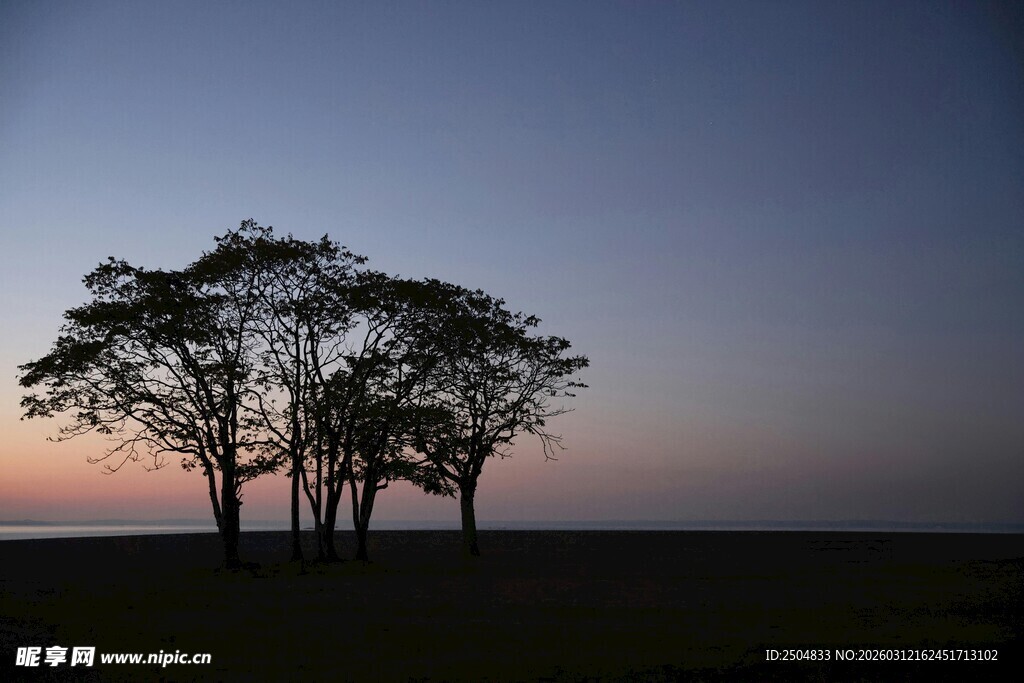 黄昏下的孤独树木