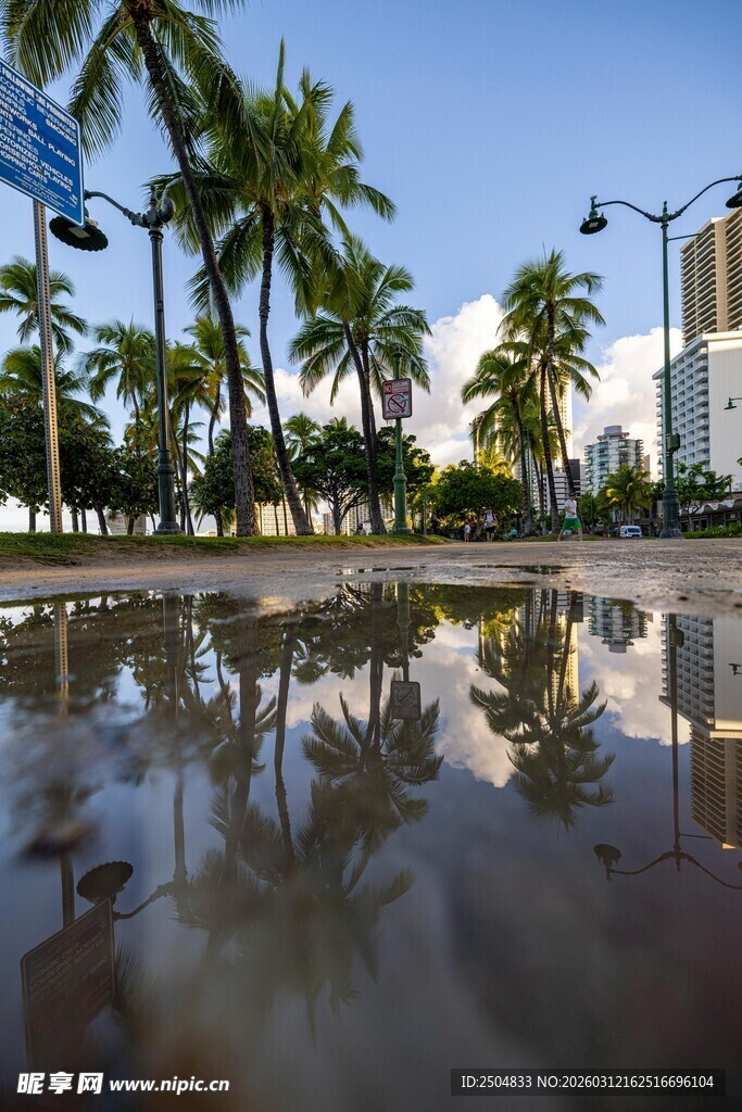 城市水洼中的椰树倒影