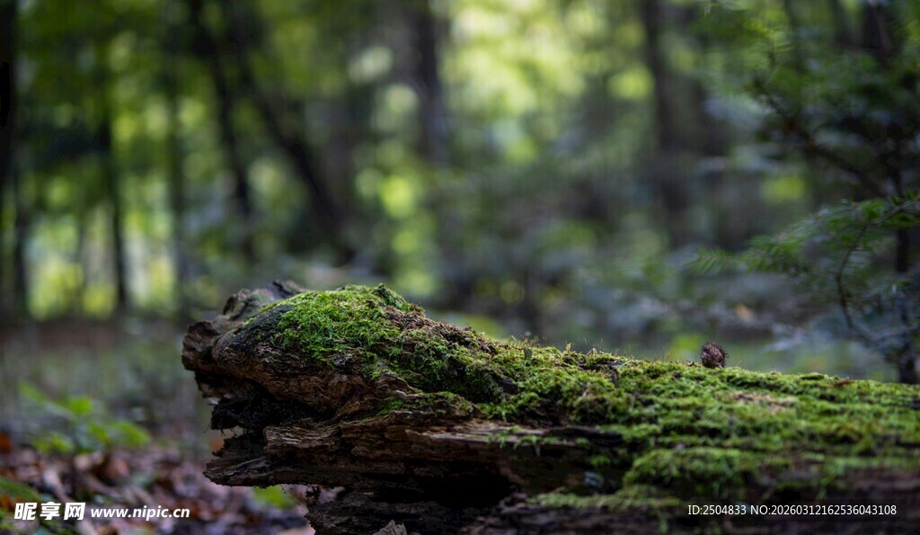 森林中覆满青苔的枯木