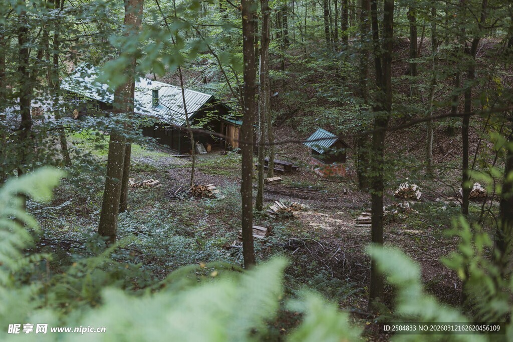 森林中的隐秘废弃车辆