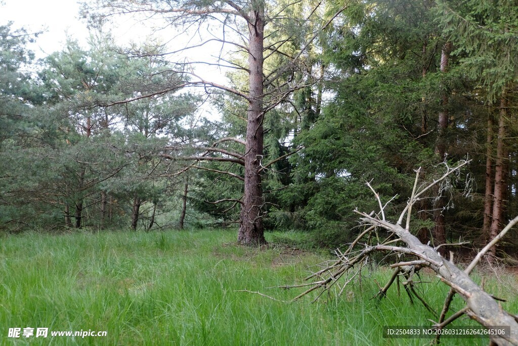 林间草地与倾倒枯木