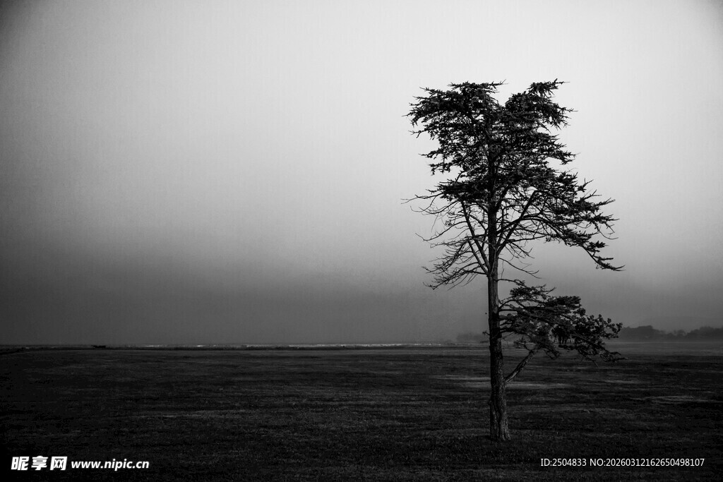 孤独旷野中的一棵孤树