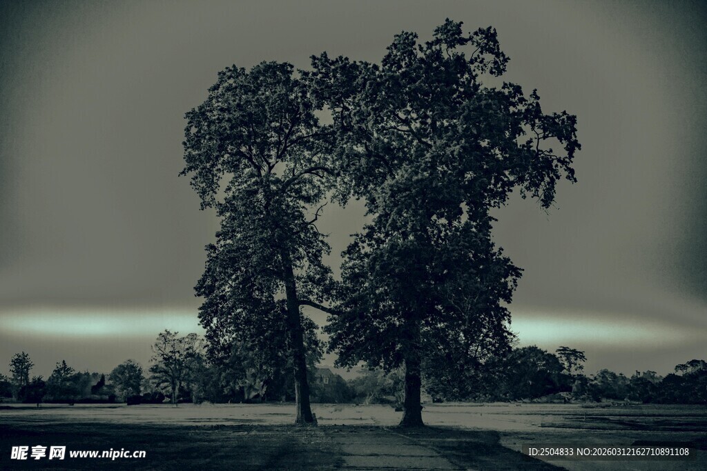 孤独树木于开阔之地