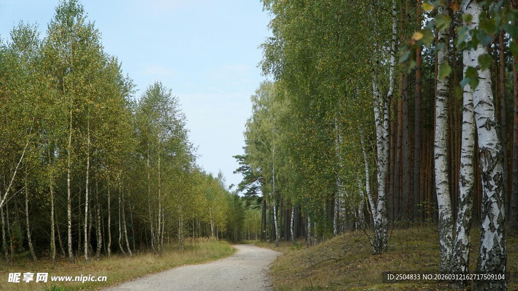 林间小路 漫步自然之境