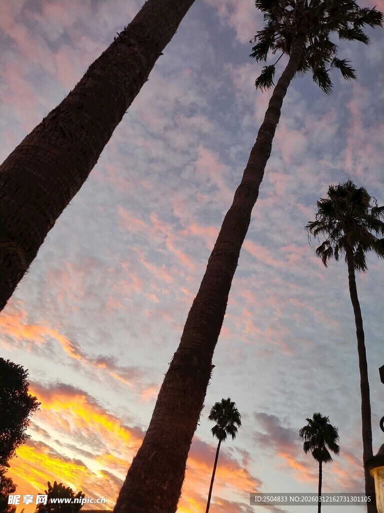 夕阳下的高大棕榈树景观