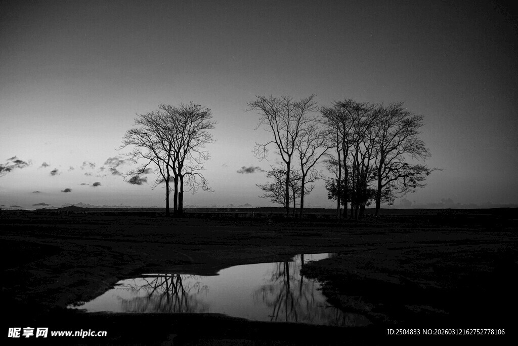 黑白旷野孤树与积水倒影