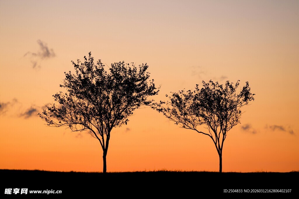 夕阳下的两棵树剪影