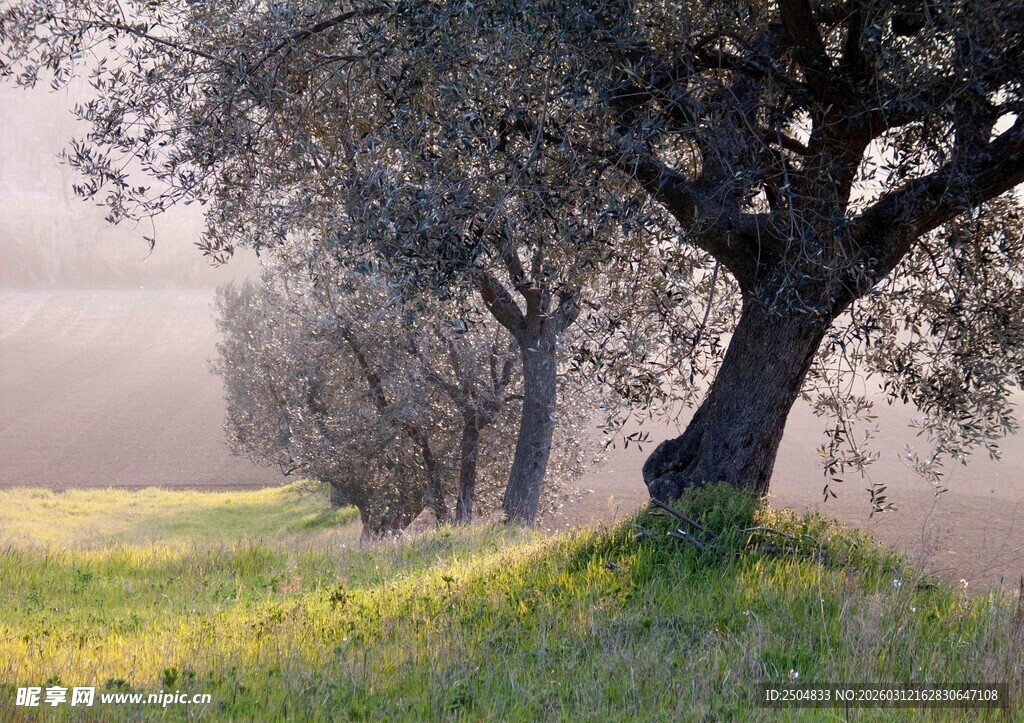 晨雾中的橄榄树田园美景