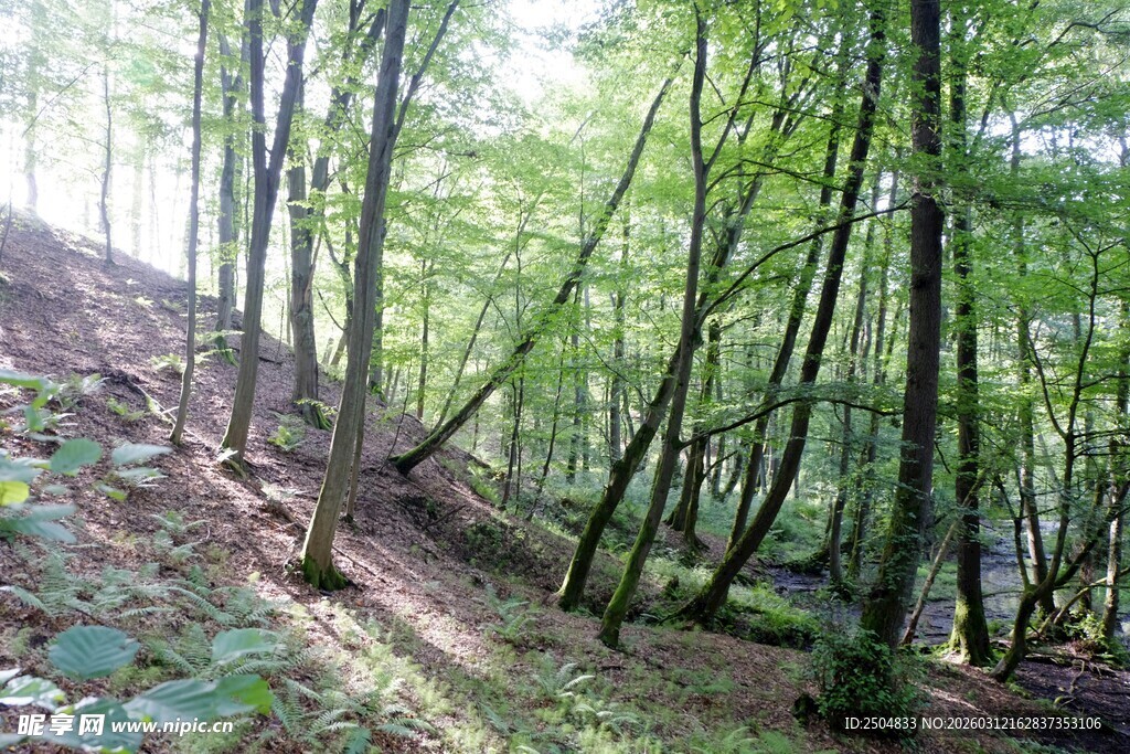 山林间的阳光小道