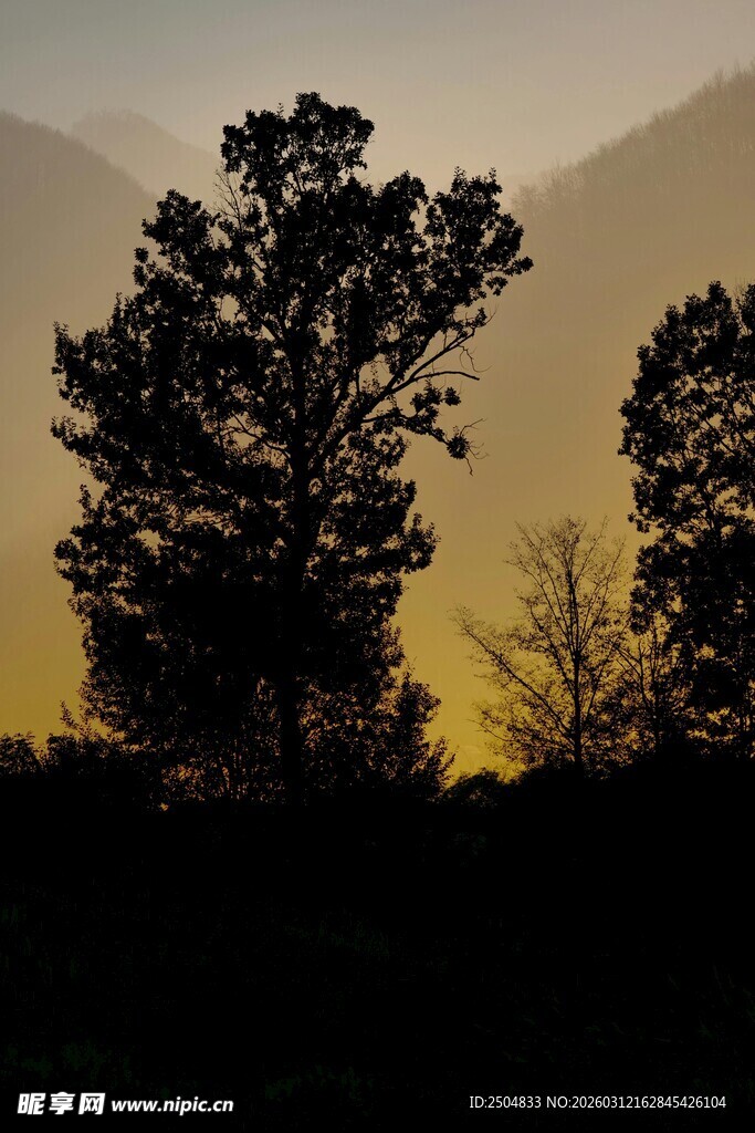 黄昏下的树木剪影