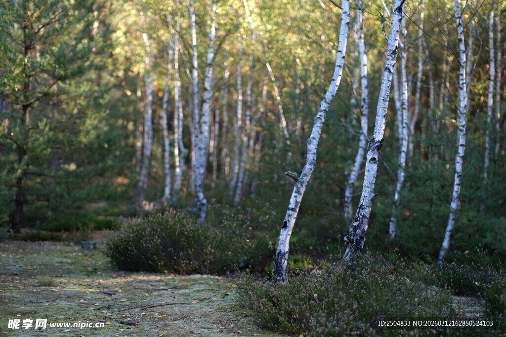 阳光照耀下的白桦林