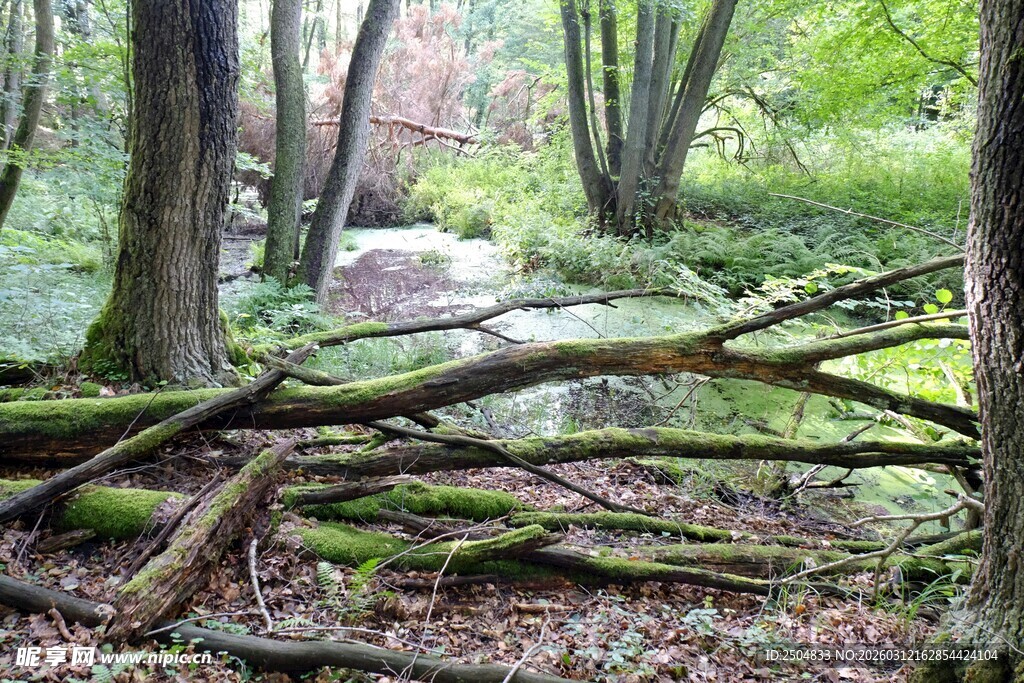 森林中的倒木与静谧景致