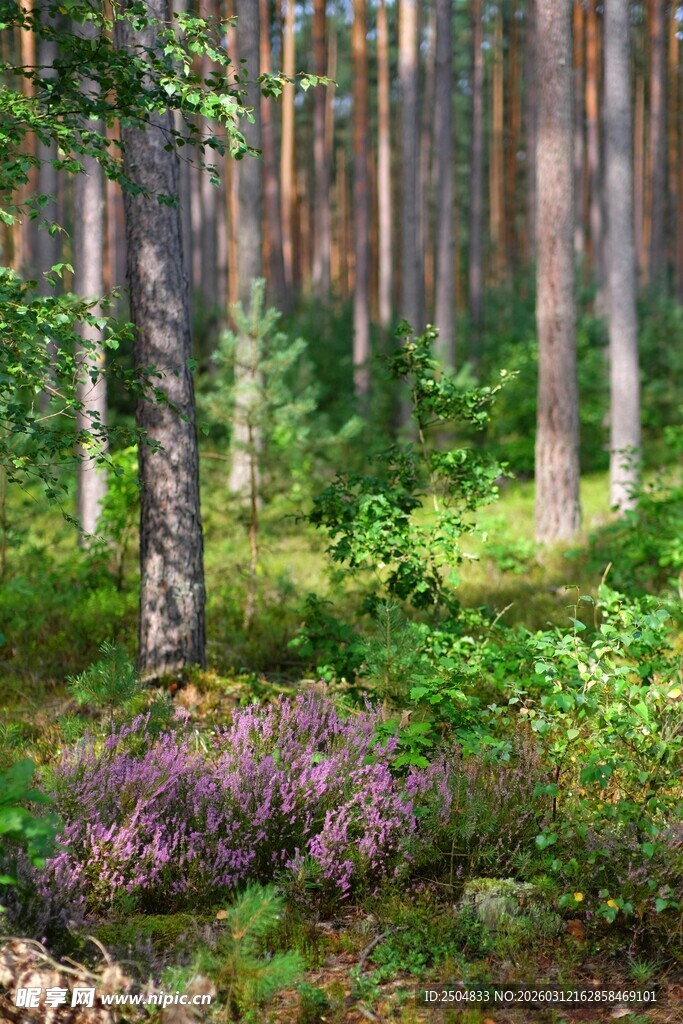 森林中的多彩植被景观