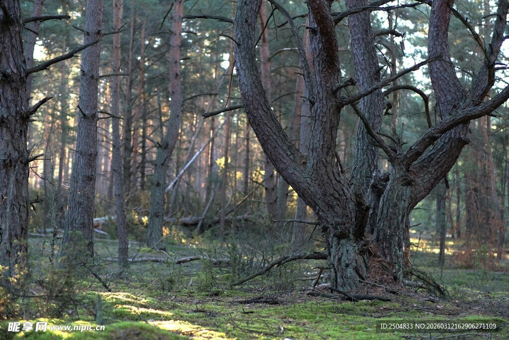 阳光洒落的松林美景