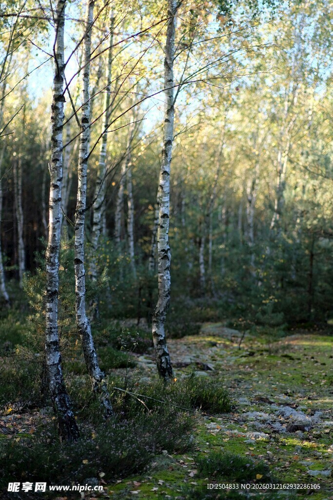 秋日白桦林美景
