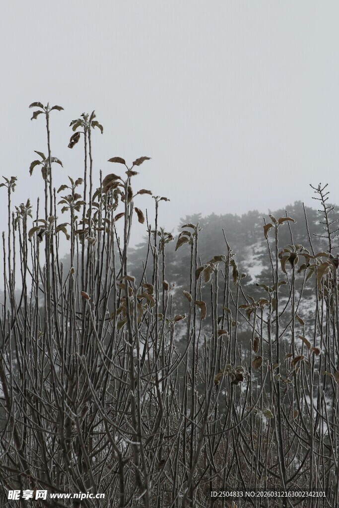 冬日萧瑟植物景观