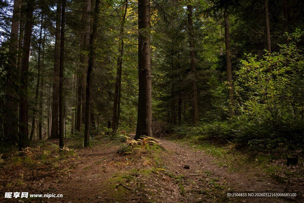 森林中的幽静小径