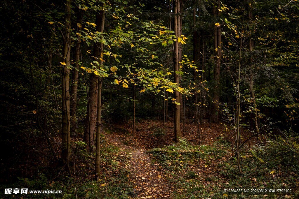 静谧森林中的幽径