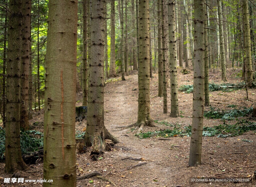 林间小径 静谧森林风光