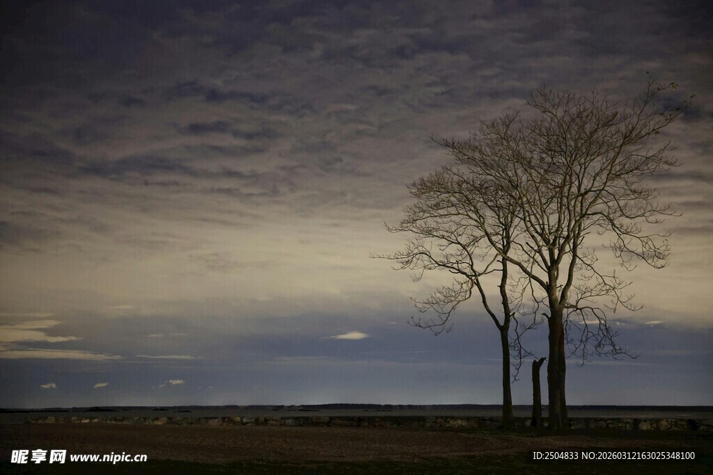 黄昏旷野中的孤独树木