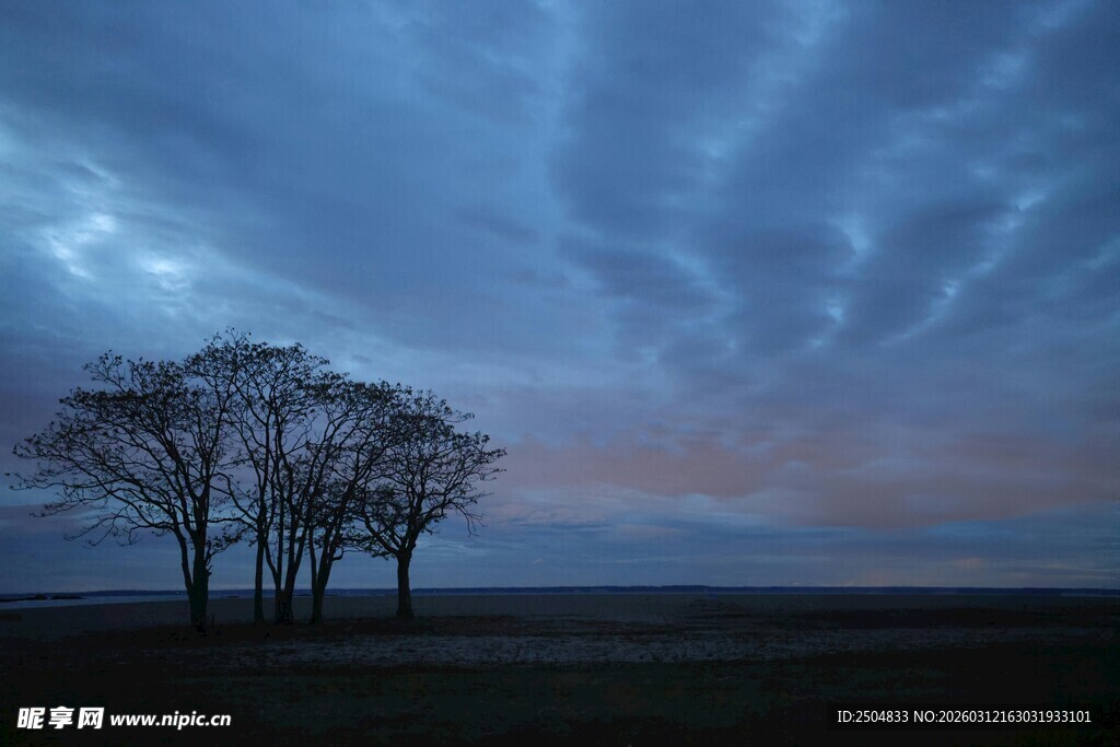 黄昏旷野中的孤独树木