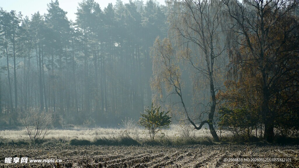 晨雾中的田野与树林