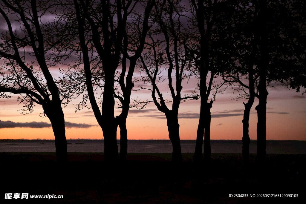 夕阳下的树木剪影