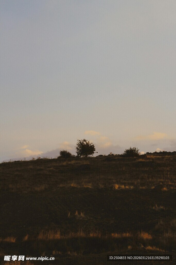 黄昏下的孤树与山丘