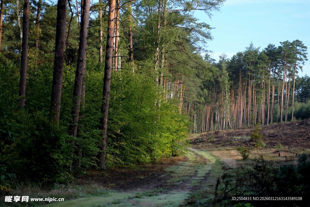 林间小道 静谧森林风光