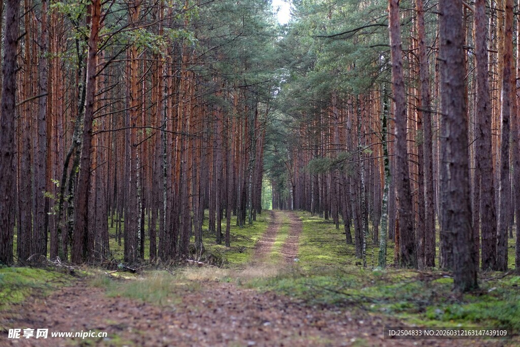 林间幽径 静谧森林风光