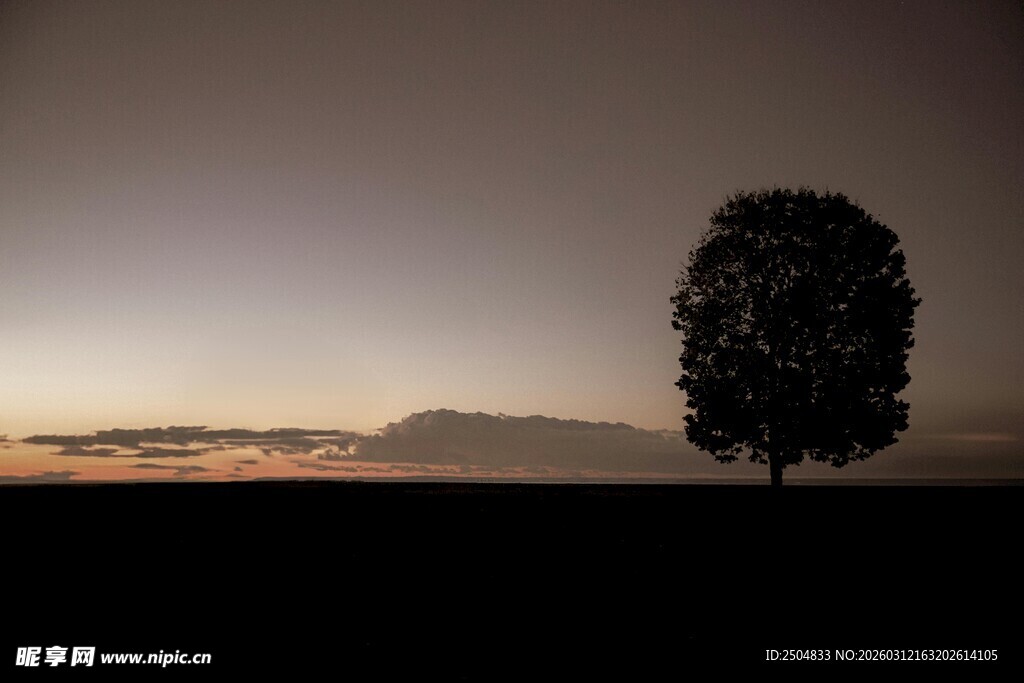 黄昏下的孤独树木