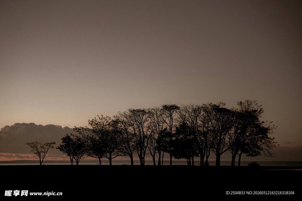 黄昏下的树木剪影