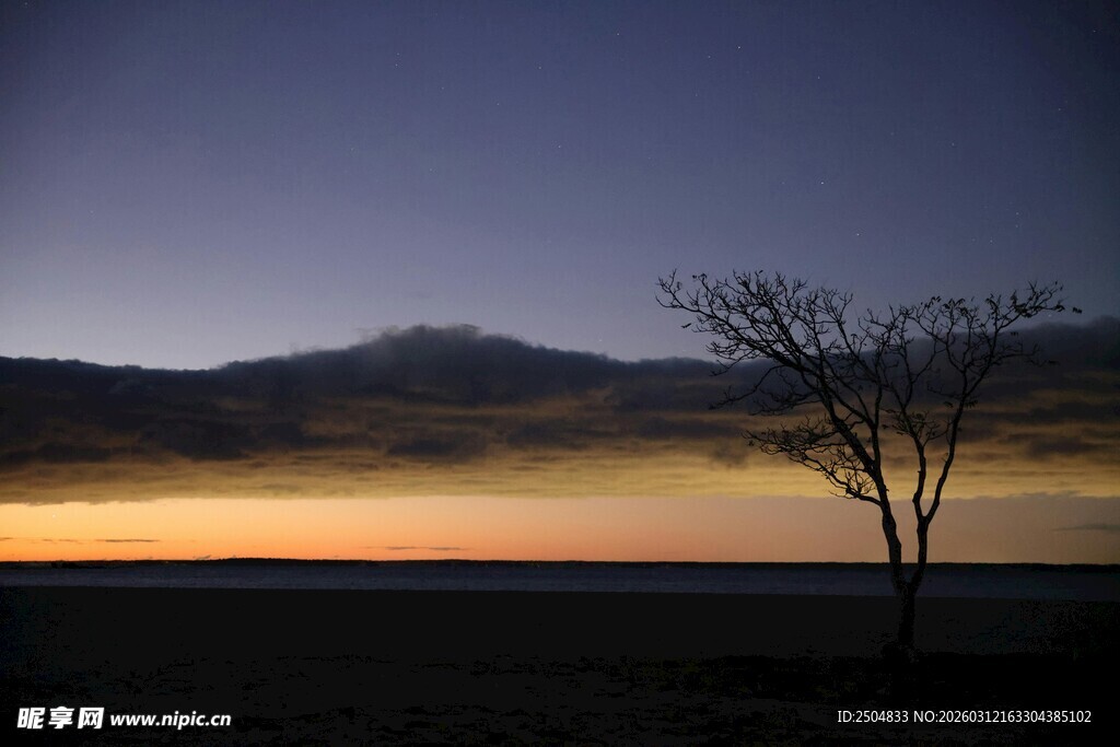 黄昏旷野中孤独的一棵树