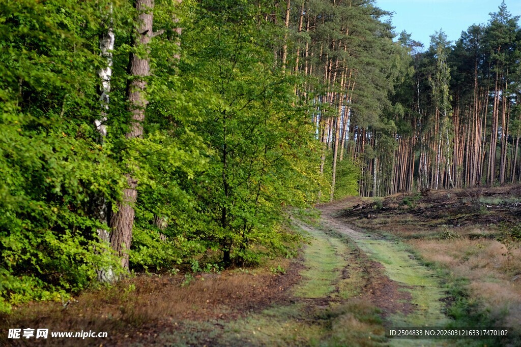 林间蜿蜒小路 绿意盎然