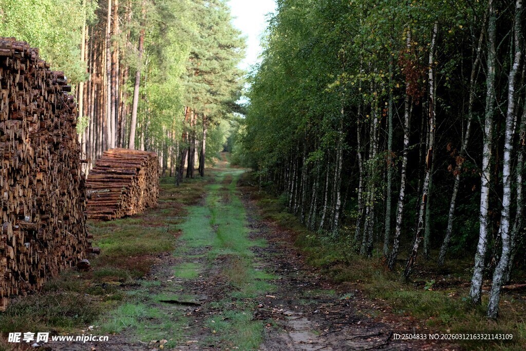林间伐木路 木材堆积处