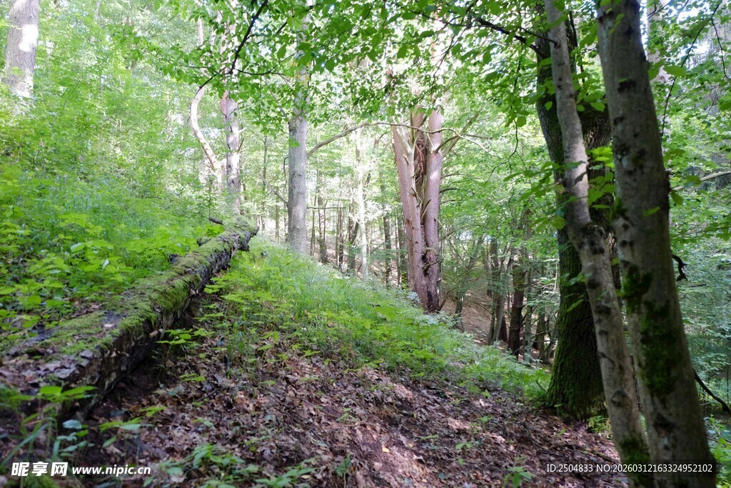 林间小径 绿意盎然的自然景