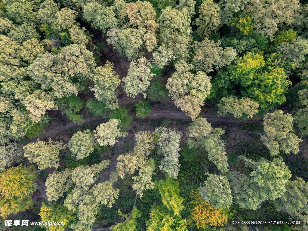 俯瞰多彩茂盛的树林景观
