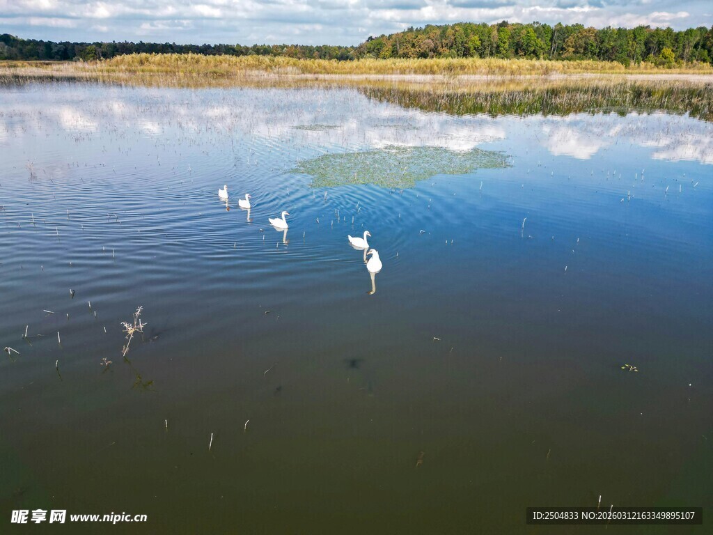 湖面上飞翔的白色鸟儿