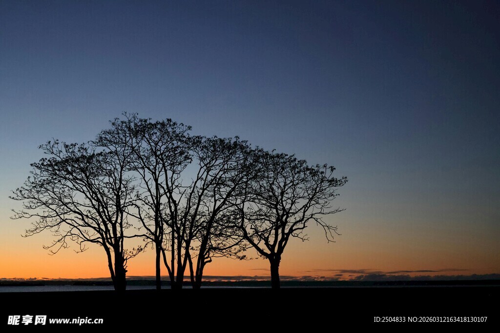 黄昏下的树木剪影