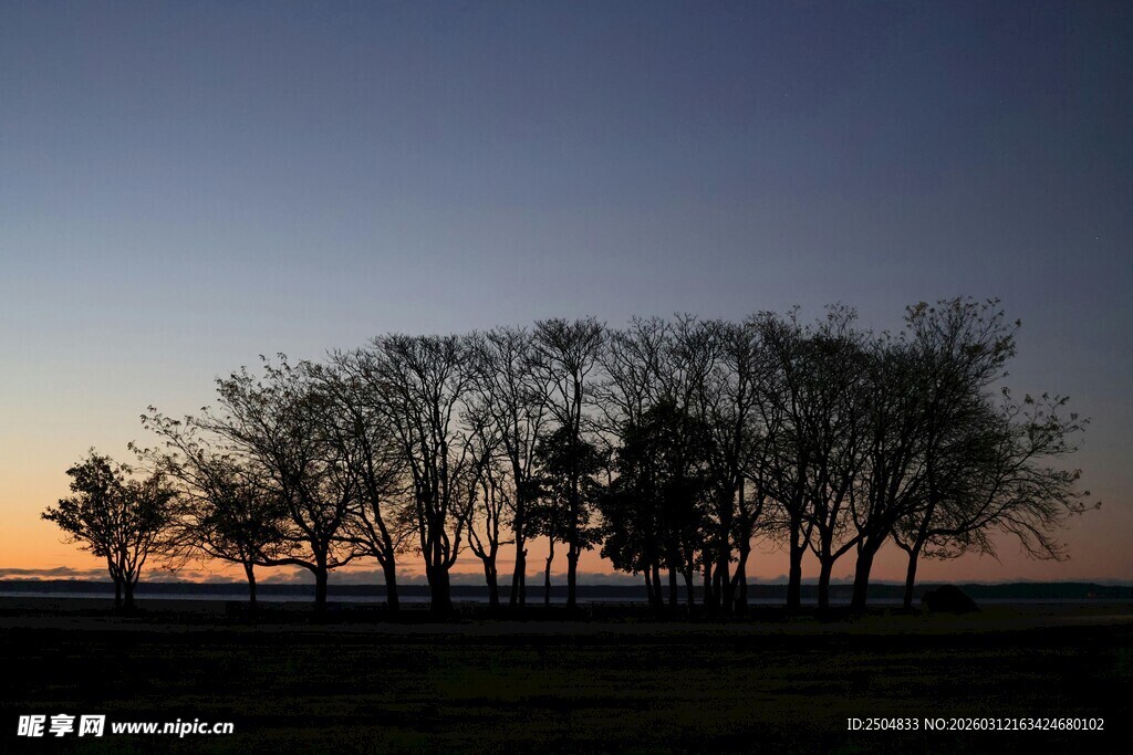 黄昏下的树木剪影