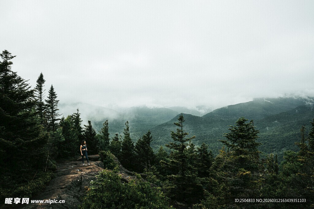 山间迷雾中的葱郁松林